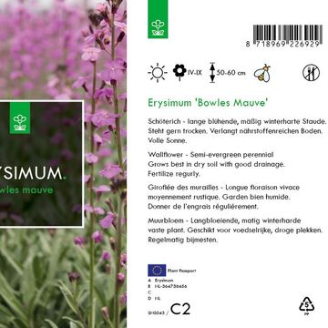 Erysimum 'Bowles' Mauve'