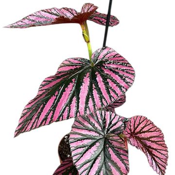 Begonia brevirimosa