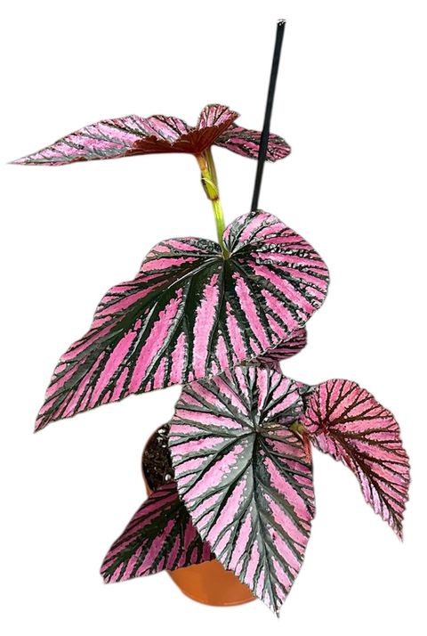 Begonia brevirimosa