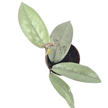 Hoya 'Wilbur Graves Super Silver'