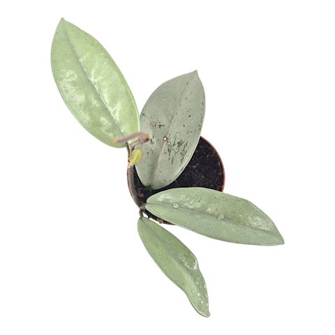 Hoya 'Wilbur Graves Super Silver'