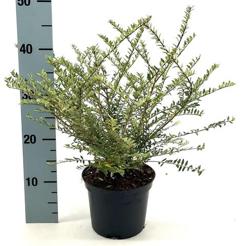 Lonicera nitida 'Silver Beauty'  Plant Wholesale FlorAccess