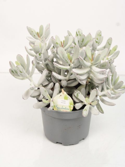 Cotyledon orbiculata 'Silver Peak'