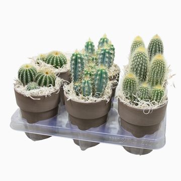Cactus MIX