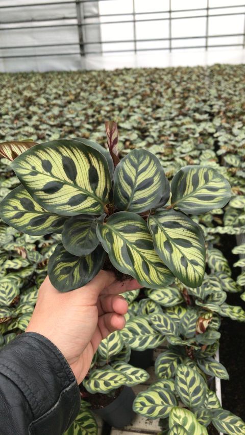 Calathea makoyana