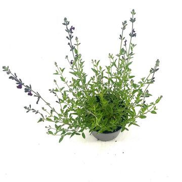 Salvia greggii 'Amethyst Lips'