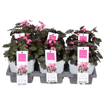 Saxifraga cortusifolia DANCING PIXIES TONI