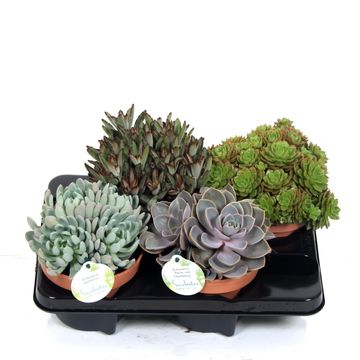 Succulents MIX