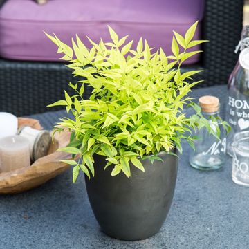 Nandina domestica MAGICAL LEMON & LIME