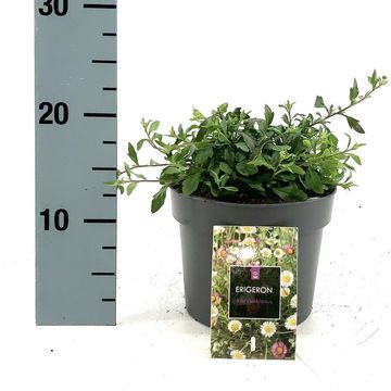 Erigeron karvinskianus