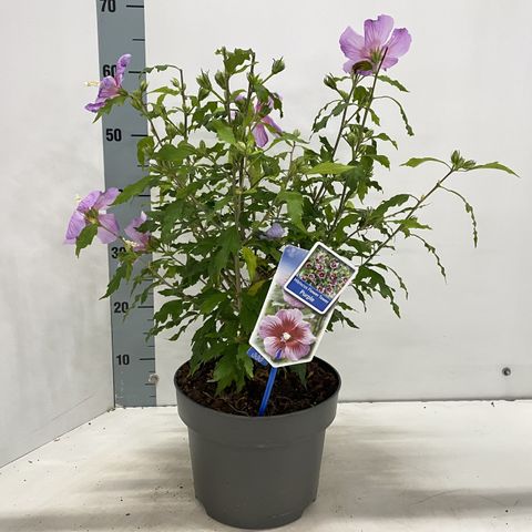 Hibiscus syriacus FLOWER TOWER PURPLE