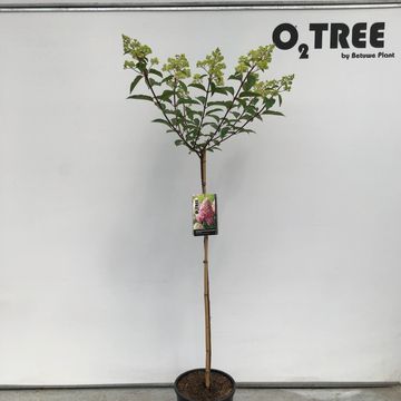 Hydrangea paniculata VANILLE FRAISE