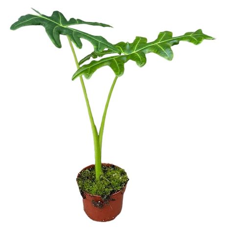 Alocasia portei