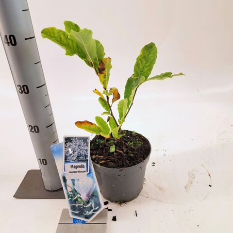 Magnolia x loebneri 'Leonard Messel'