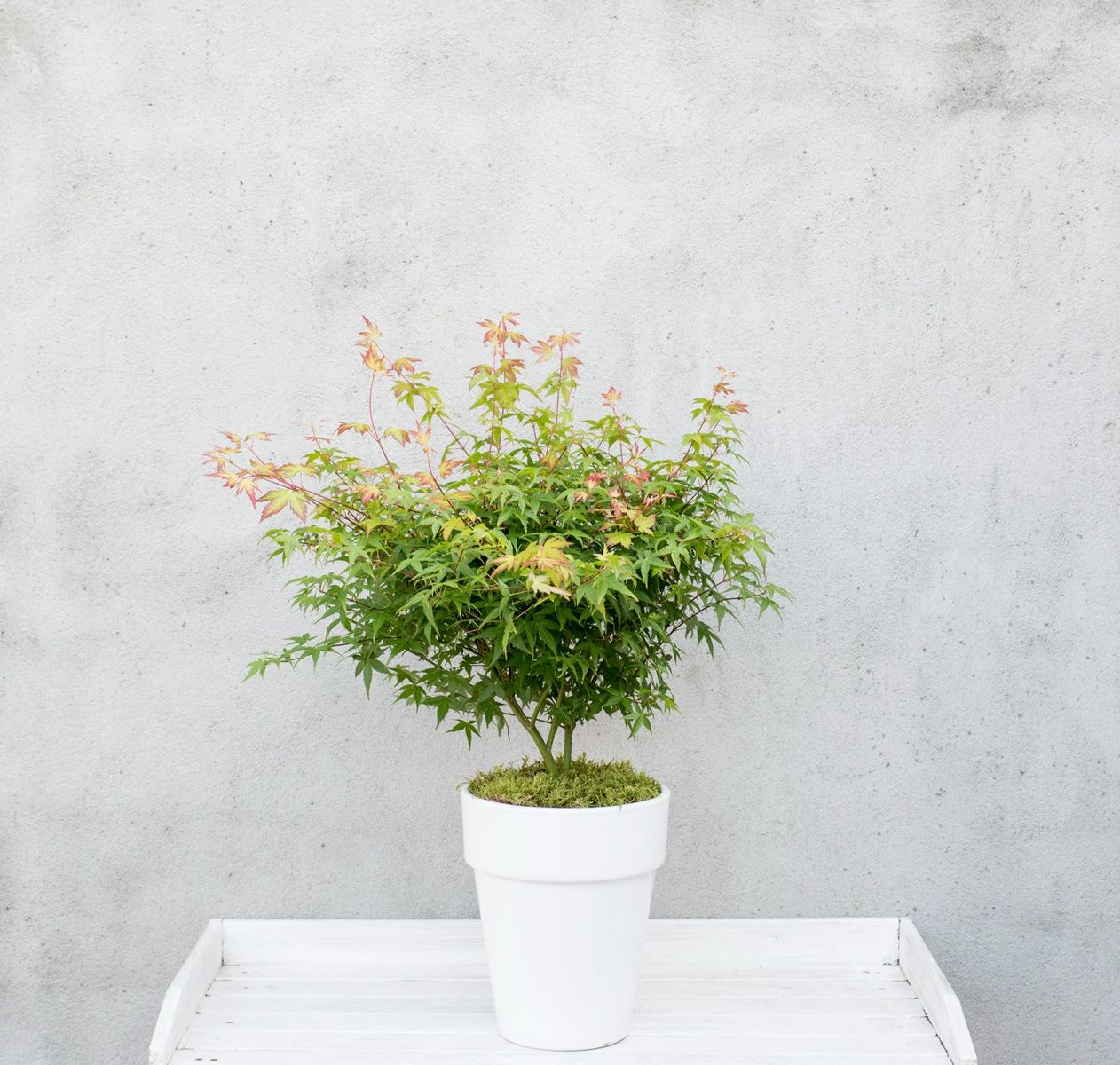 Acer palmatum 'Little Princess'