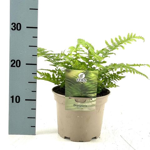 Dryopteris filix-mas