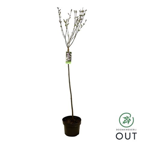 Syringa meyeri FLOWERFESTA WHITE