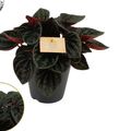 Peperomia caperata 'Rojo Grande'