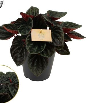 Peperomia caperata 'Rojo Grande'