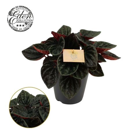 Peperomia caperata 'Rojo Grande'