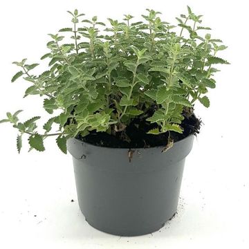 Nepeta 'Junior Walker'