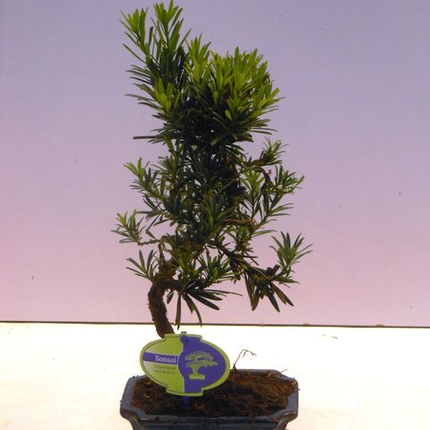 Podocarpus chinensis (Lodder Bonsai)