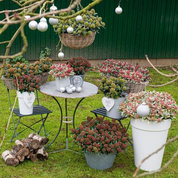 Skimmia japonica MIX