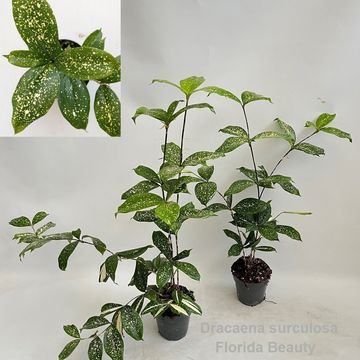 Dracaena surculosa 'Florida Beauty'