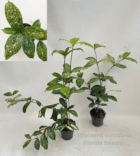 Dracaena surculosa 'Florida Beauty'