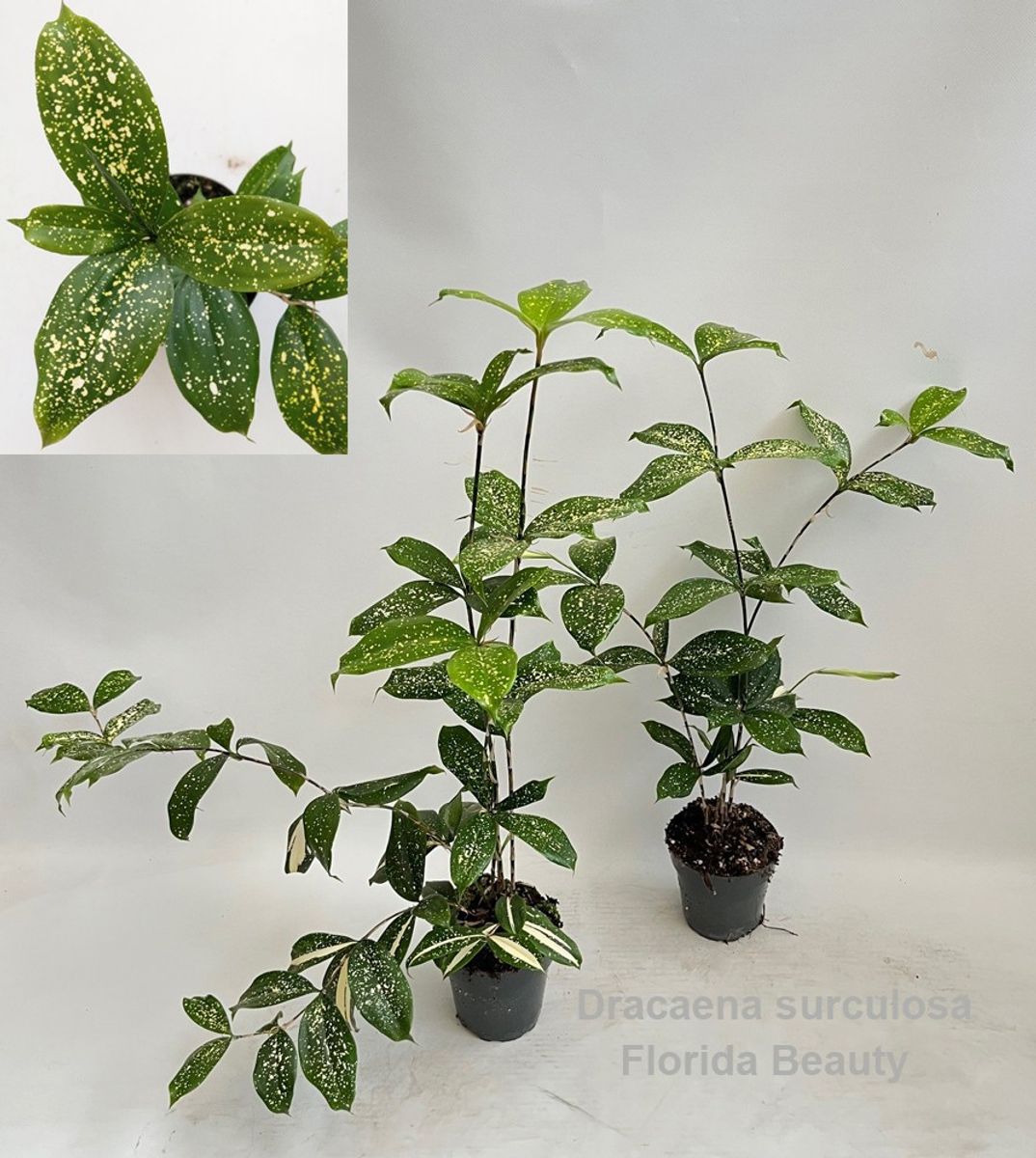 marginata indoor plant Dracaena Marginata Tree Houseplant with Planter - Large (2' to 3' tall) Cream Planter main image 0