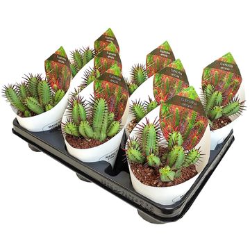 Euphorbia enopla