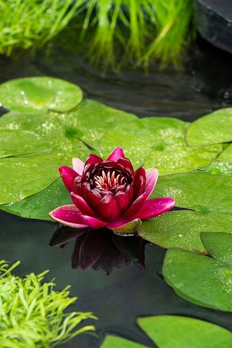 Nymphaea 'Black Princess'