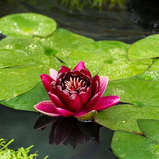 Nymphaea 'Black Princess'