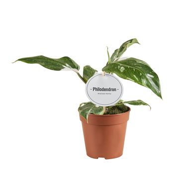 Philodendron 'White Princess Tricolor'