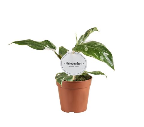 Philodendron 'White Princess Tricolor'
