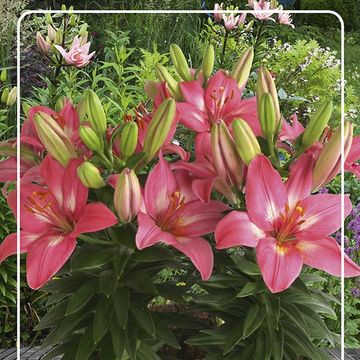 Lilium 'Rozalynn'