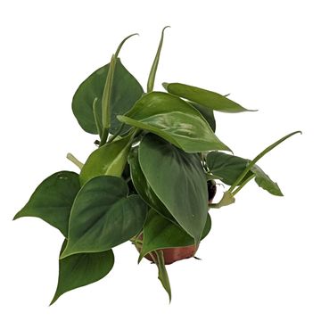 Філодендрон scandens