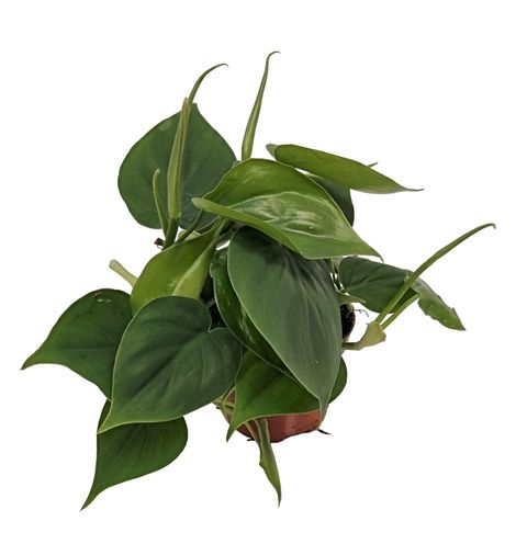 Filodendron scandens