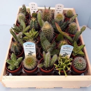 Cactos MIX