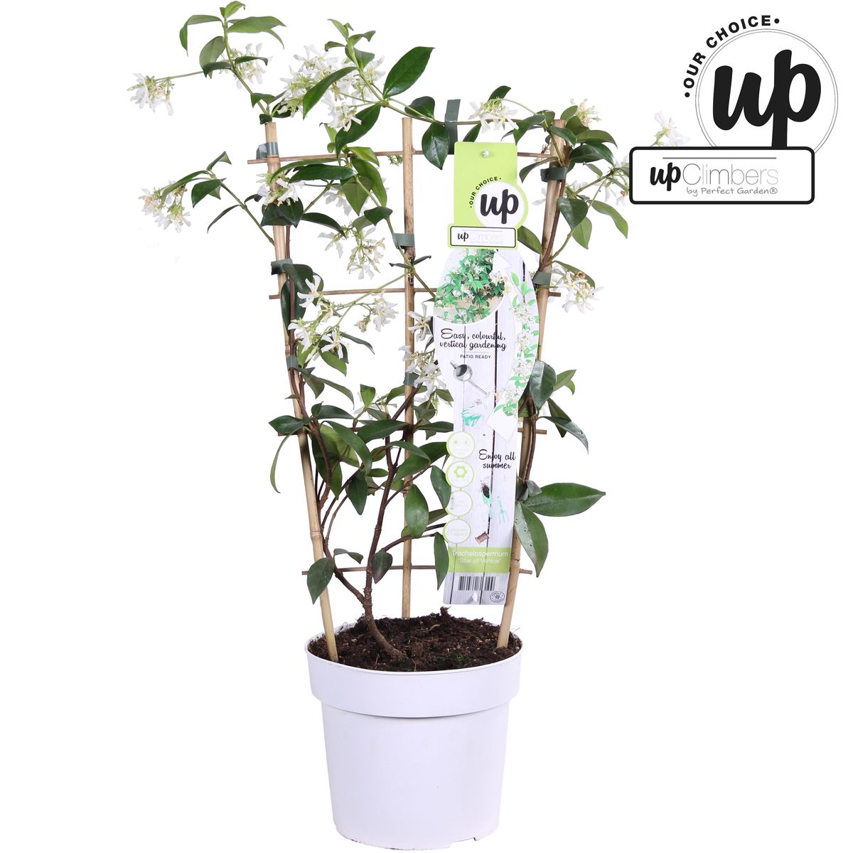 Trachelospermum Jasminoides Star Of Venice FlorAccess trachelospermum-jasminoides-star-of-venice-floraccess