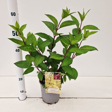 Hydrangea paniculata CANDLELIGHT