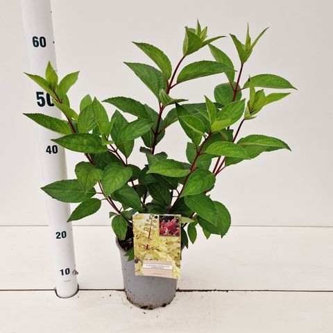 Hydrangea paniculata CANDLELIGHT