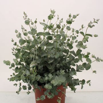 Eucalyptus gunnii