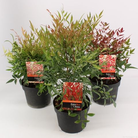 Nandina domestica MIX