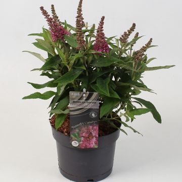 Buddleja davidii BUTTERFLY CANDY LITTLE PINK