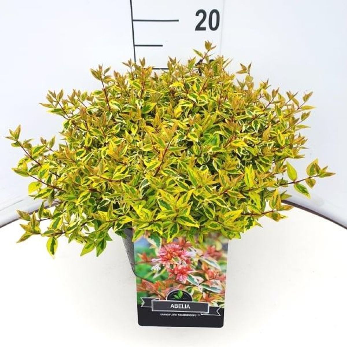Abelia x grandiflora 'Kaleidoscope' — Plant Wholesale FlorAccess