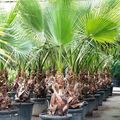 Washingtonia robusta