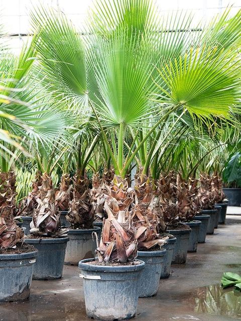 Washingtonia robusta