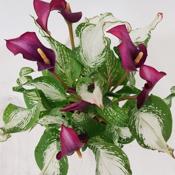 Zantedeschia 'Frozen Queen'