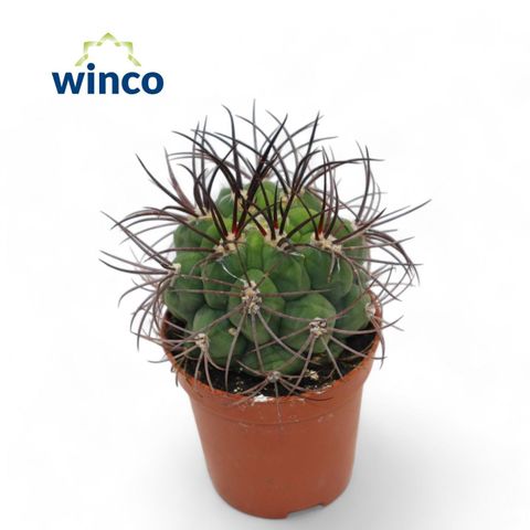 Gymnocalycium saglionis